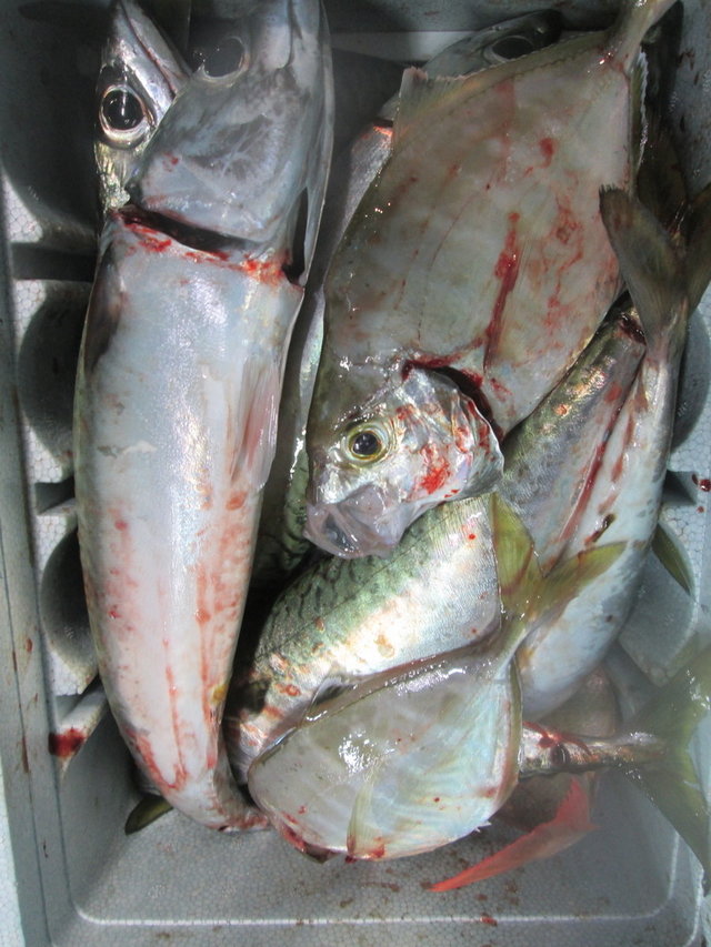 アジ(マアジ)・カイワリ