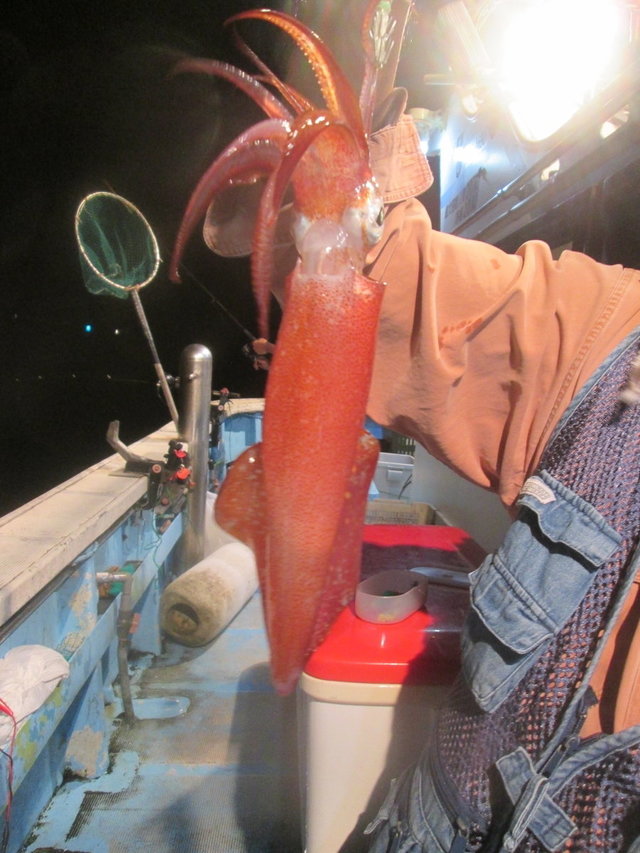 マイカ(ケンサキイカ)