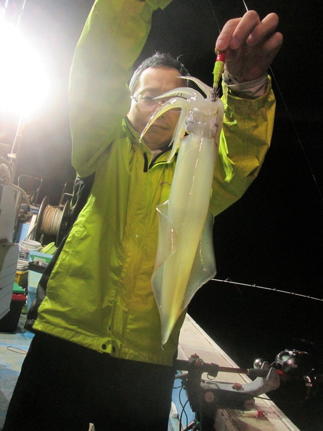 マイカ(ケンサキイカ)