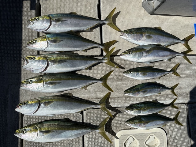 ツバス(ブリ)・メジロ(ブリ)