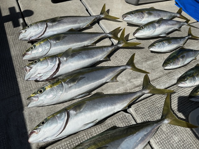 ツバス(ブリ)・メジロ(ブリ)