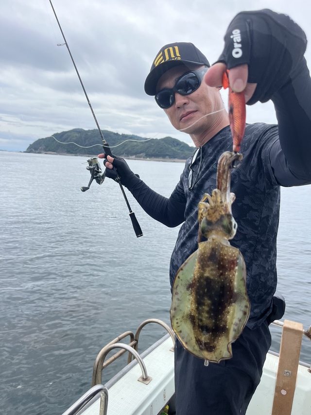 イカ(アオリイカ)