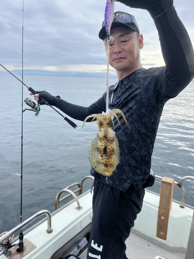 イカ(アオリイカ)