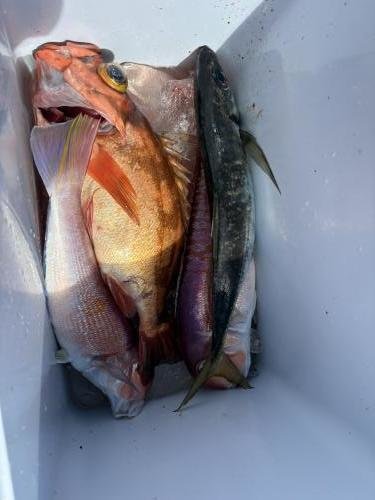 アジ(マアジ)・アマダイ(アカアマダイ)・ホウボウ