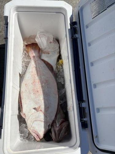 マハタ・ヒラメ