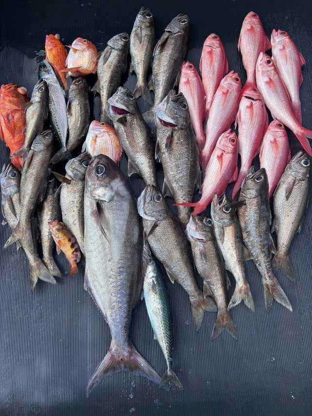 クロムツ・アカムツ