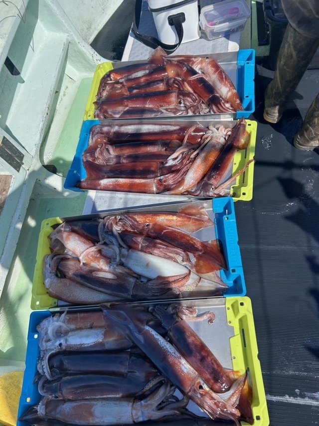 スルメ(スルメイカ)