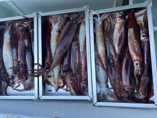 スルメ(スルメイカ)