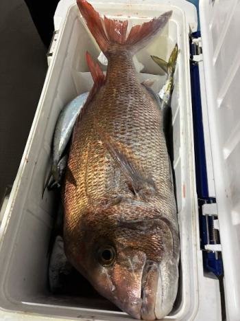 マダイ・アジ(マアジ)