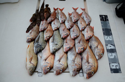 マダイ・マチヌ(クロダイ)・キビレ(キチヌ)・アコウ(キジハタ)・ニベ・イネゴチ