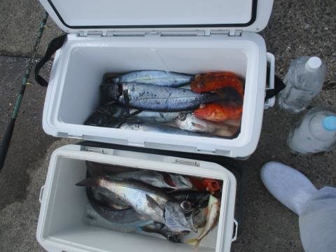 クロムツ・スミヤキ(クロシビカマス)