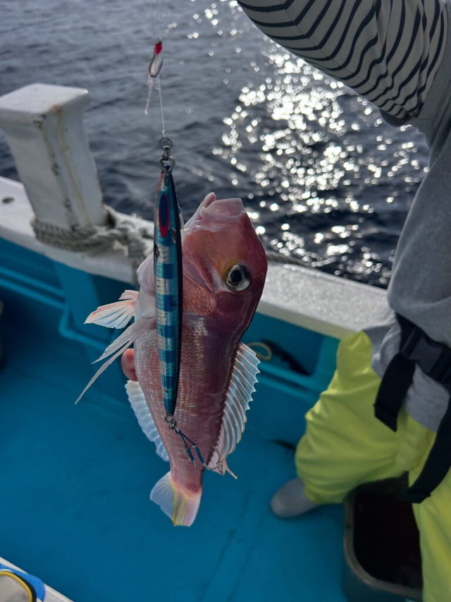 アマダイ(アカアマダイ)