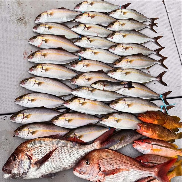 マダイ・アカハタ・ネリゴ(カンパチ)