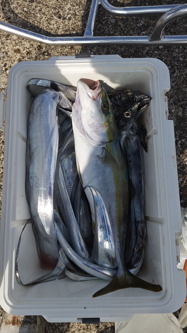 イナダ(ブリ)・タチウオ