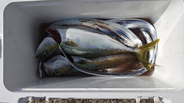 イナダ(ブリ)・タチウオ