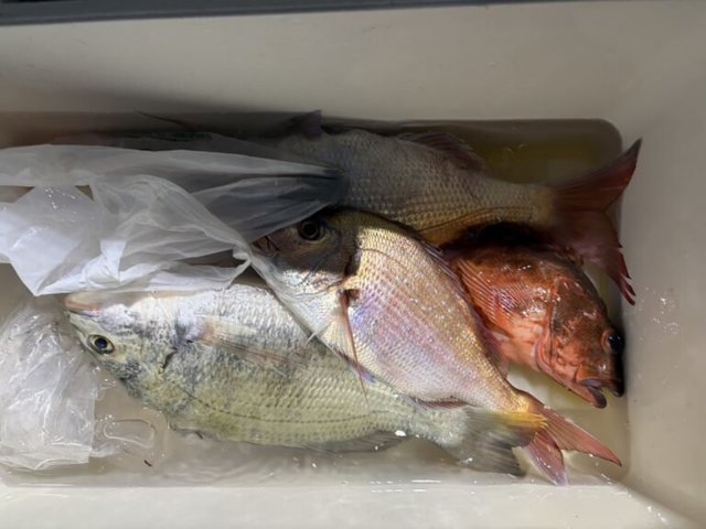 マダイ・クロダイ・カサゴ