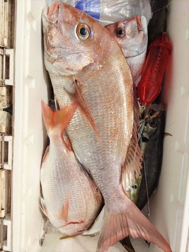 マダイ・アジ(マアジ)