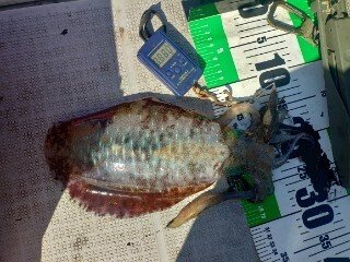 アオリ(アオリイカ)