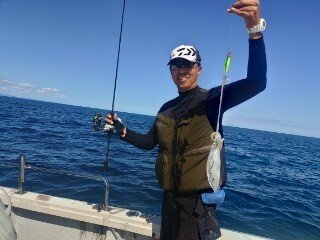 アオリ(アオリイカ)