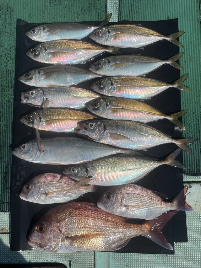 マダイ・マアジ