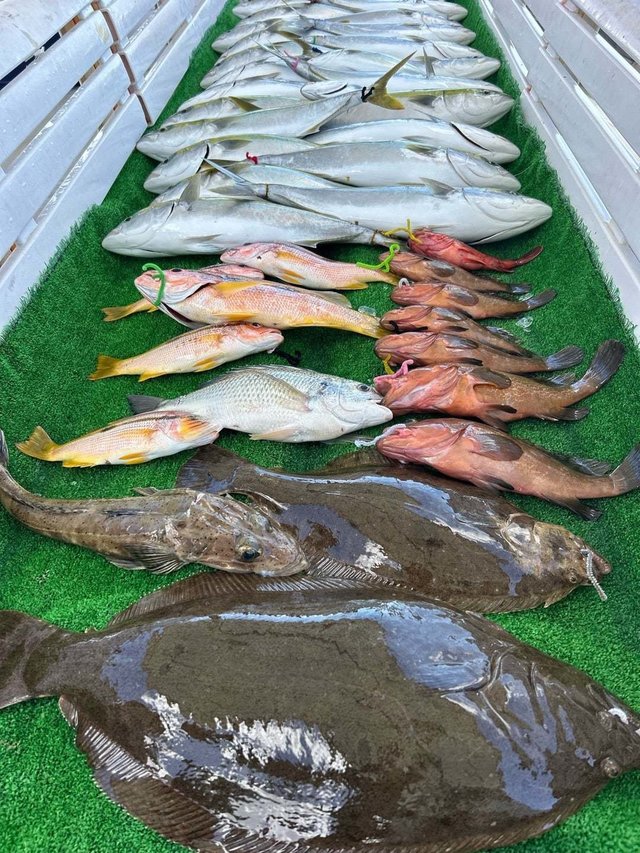 キジハタ・ハマチ(ブリ)・ヒラメ