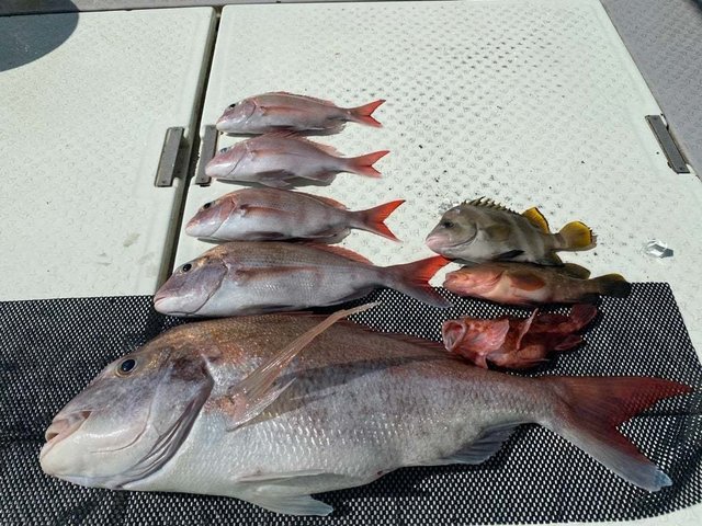 マダイ・アコウ(キジハタ)・コショウダイ・ガシラ(カサゴ)