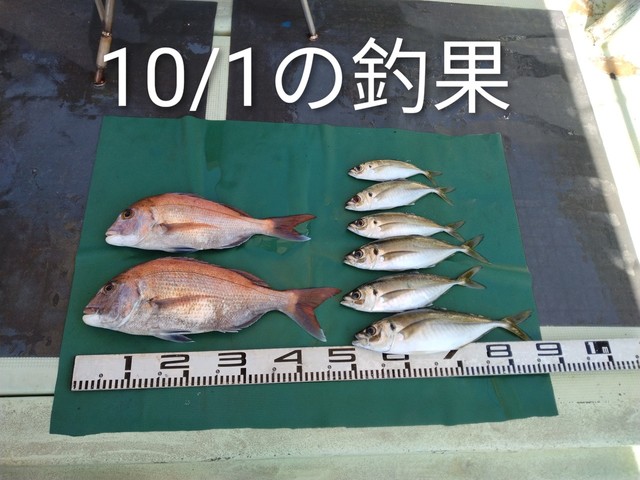 マダイ・マアジ