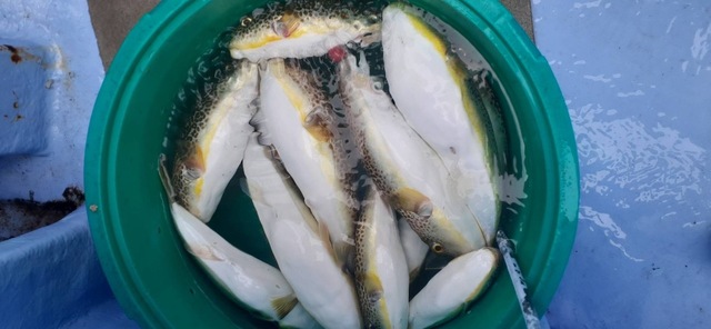 ショウサイフグ