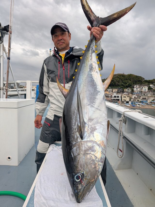 キハダマグロ(キハダ)