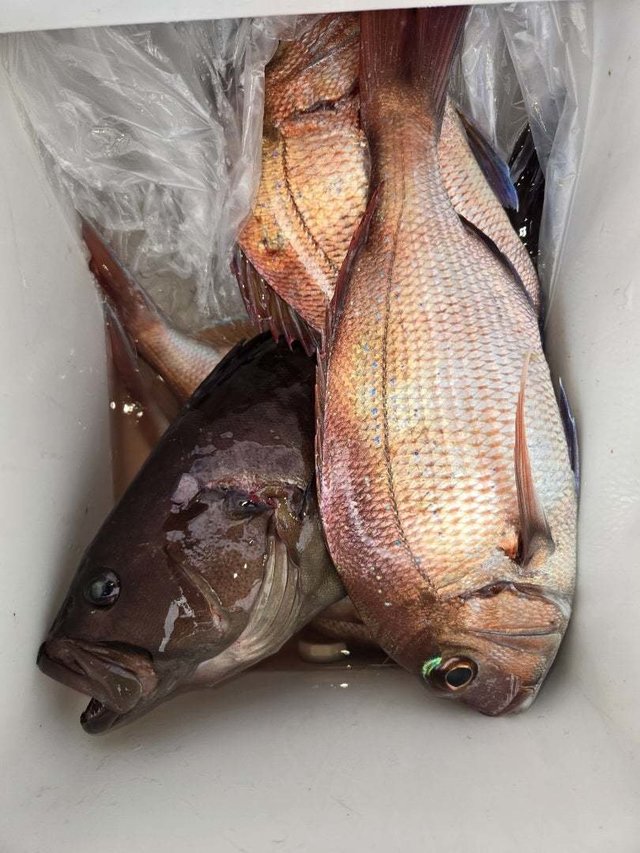 マダイ・ハタ(マハタ)