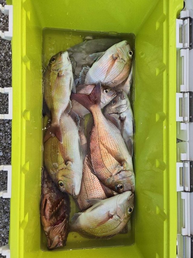 マダイ・カサゴ