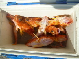 カサゴ・アヤメカサゴ