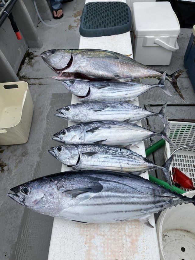 キハダ・カツオ