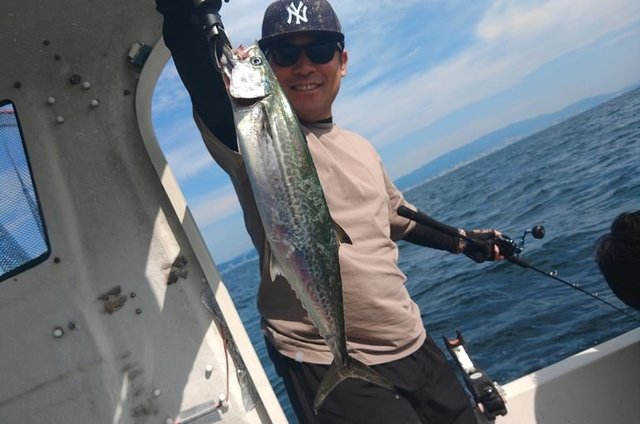 サゴシ(サワラ)