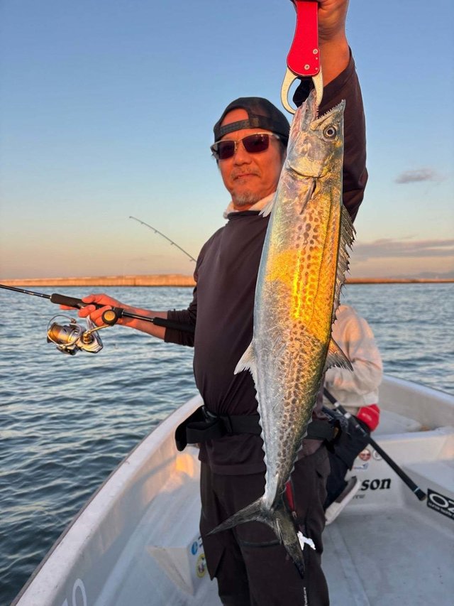 サゴシ(サワラ)