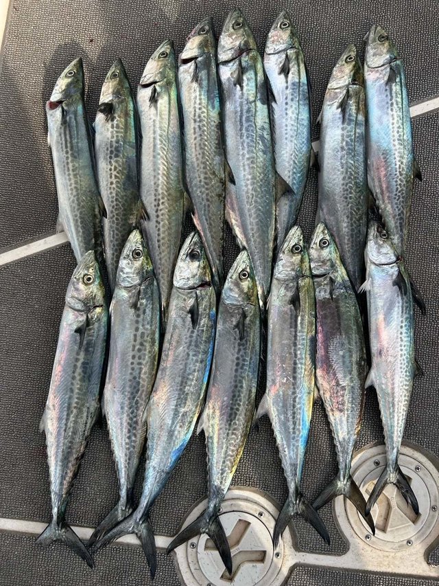 サゴシ(サワラ)