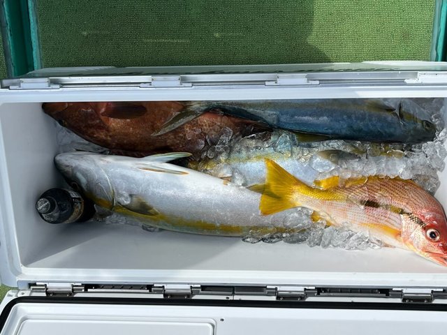 ブリ・クロホシフエダイ