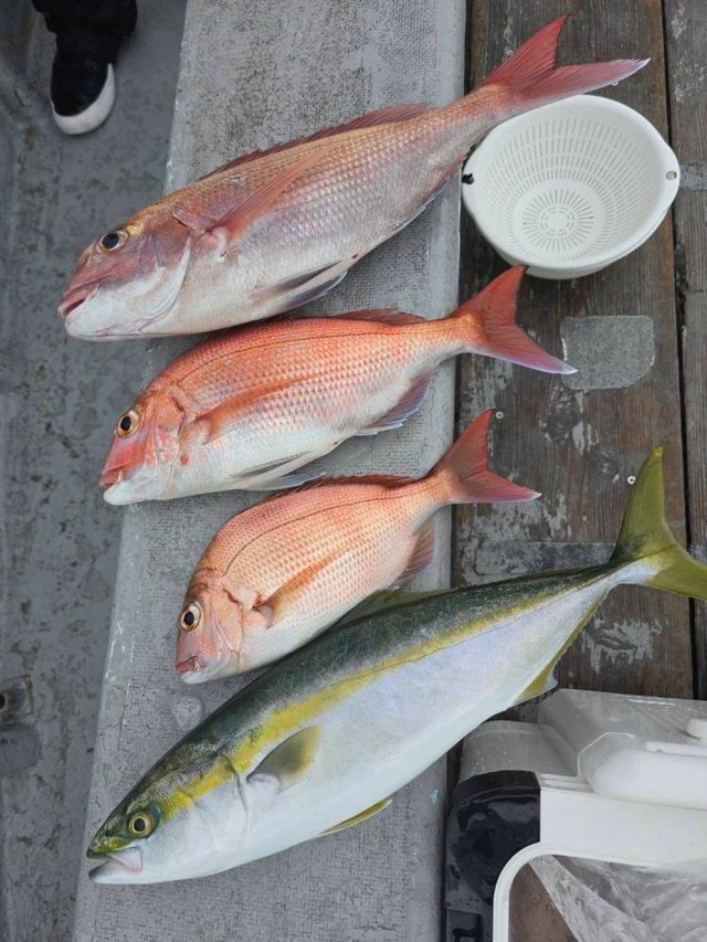 マダイ・イナダ(ブリ)