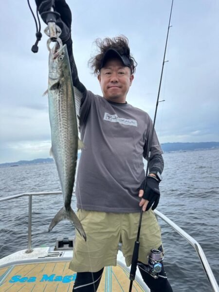 サゴシ(サワラ)