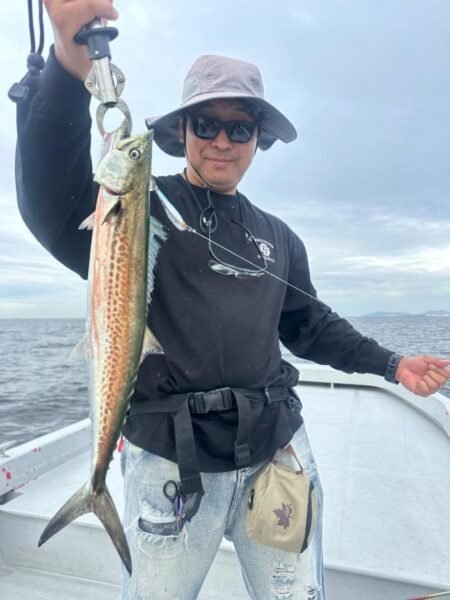 サゴシ(サワラ)