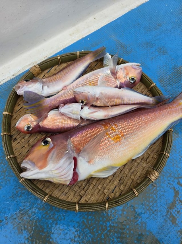 アマダイ(アカアマダイ)