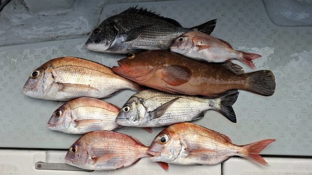 マダイ・クロダイ・キジハタ