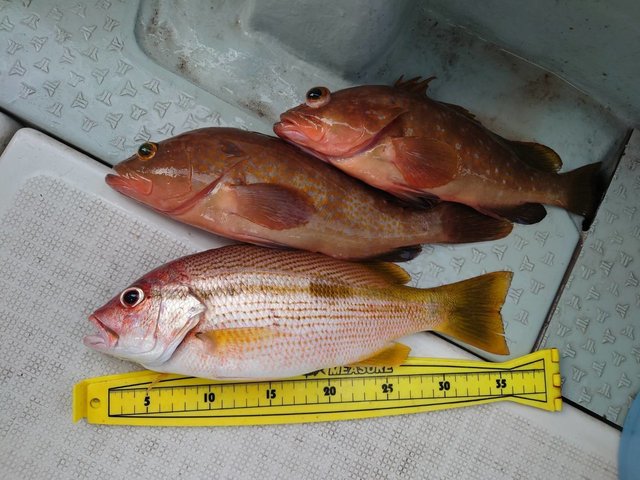 キジハタ・ヨコスジフエダイ