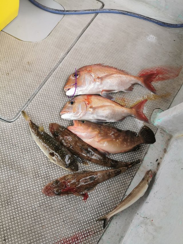 マダイ・イネゴチ・ショウサイフグ・エソ(マエソ)