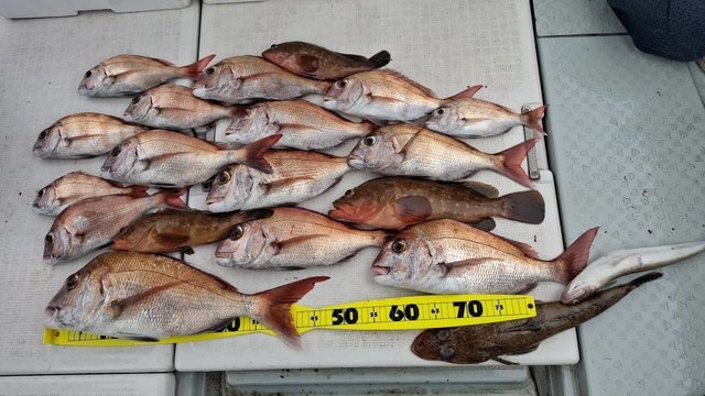 マダイ・キジハタ・イネゴチ