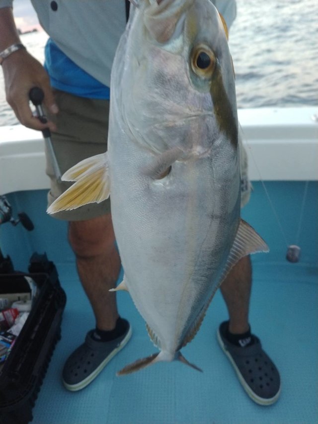 ネリコ(カンパチ)