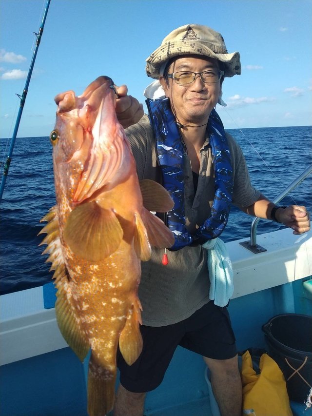 アコウ(キジハタ)