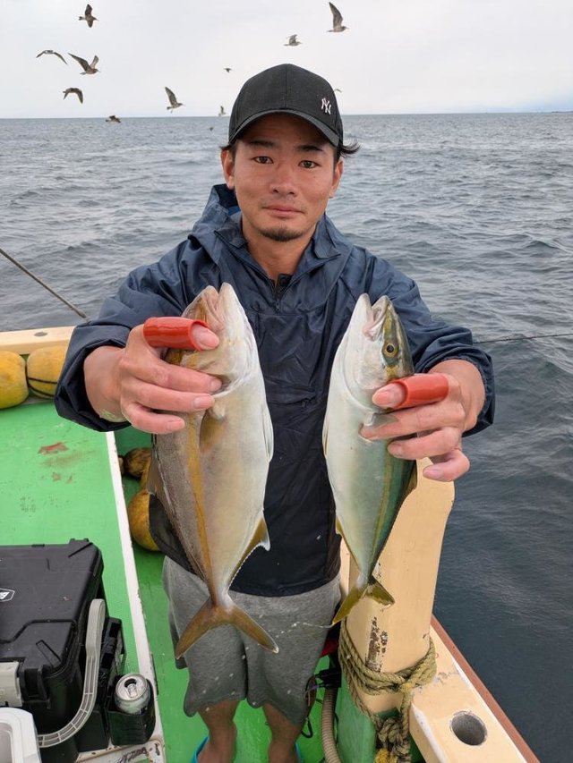 イナダ(ブリ)・カンパチ