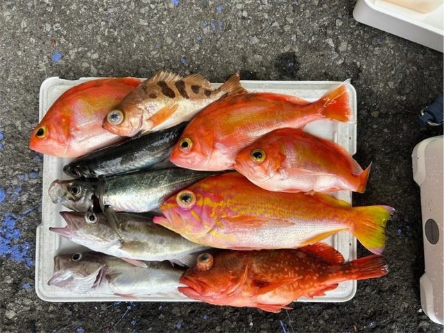 アカイサキ・アラ・アジ(マアジ)・ウッカリカサゴ・トゴットメバル