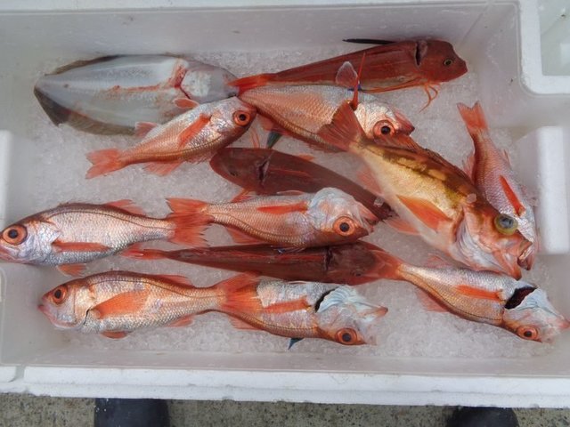 アカムツ・ホウボウ・ムシガレイ